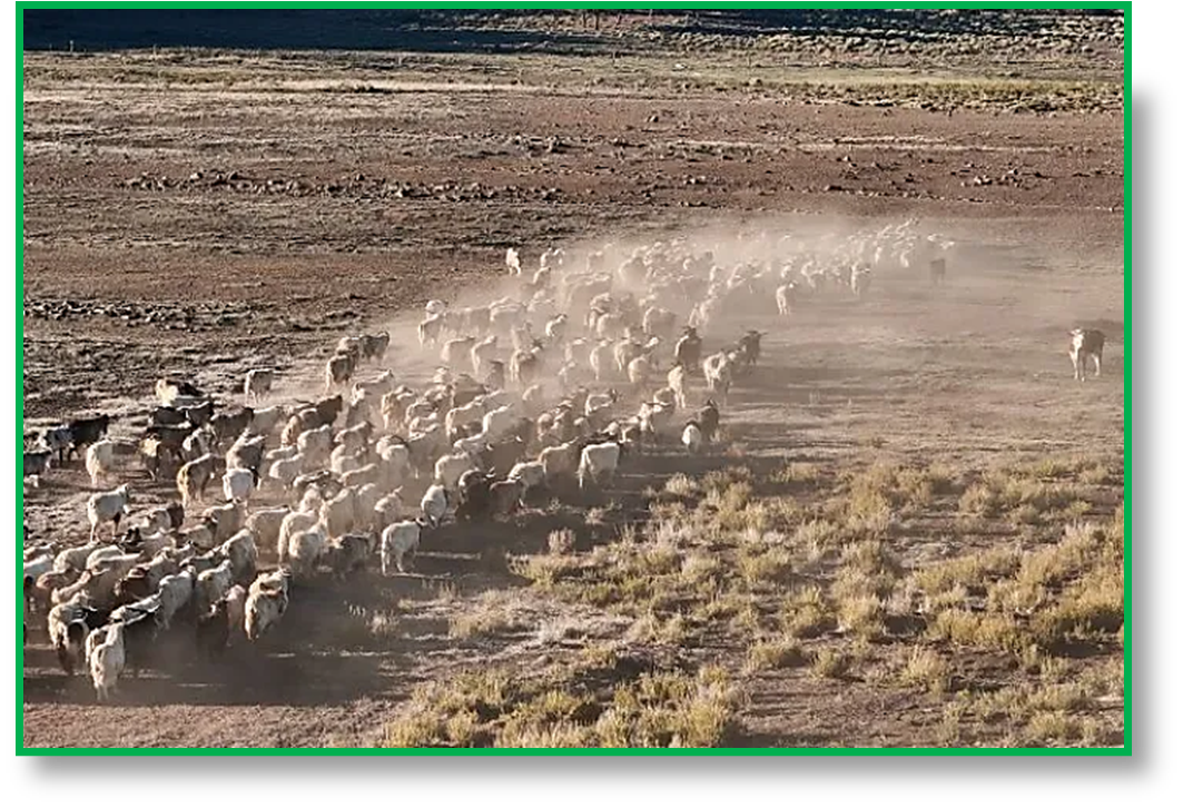 Frente a la sequía