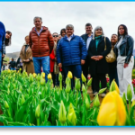 FIGUEROA HUINGANCO TULIPANES